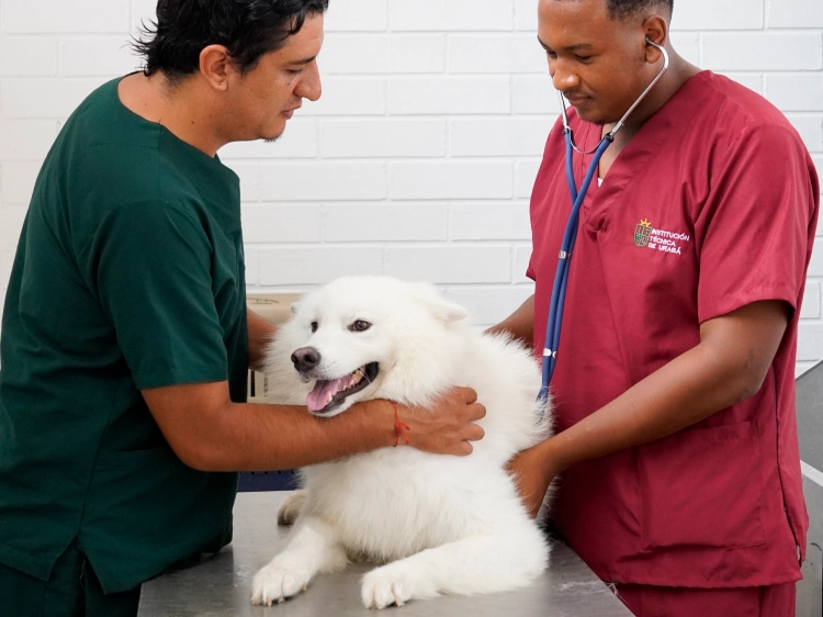 estudiar-veterinaria-apartado